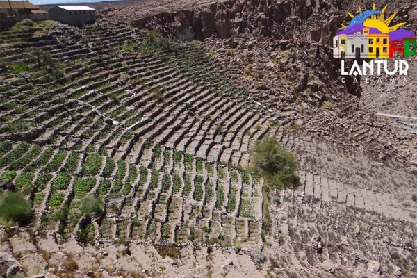 Tour en Puente del Diablo, y Alto Loa. - Imagen 9